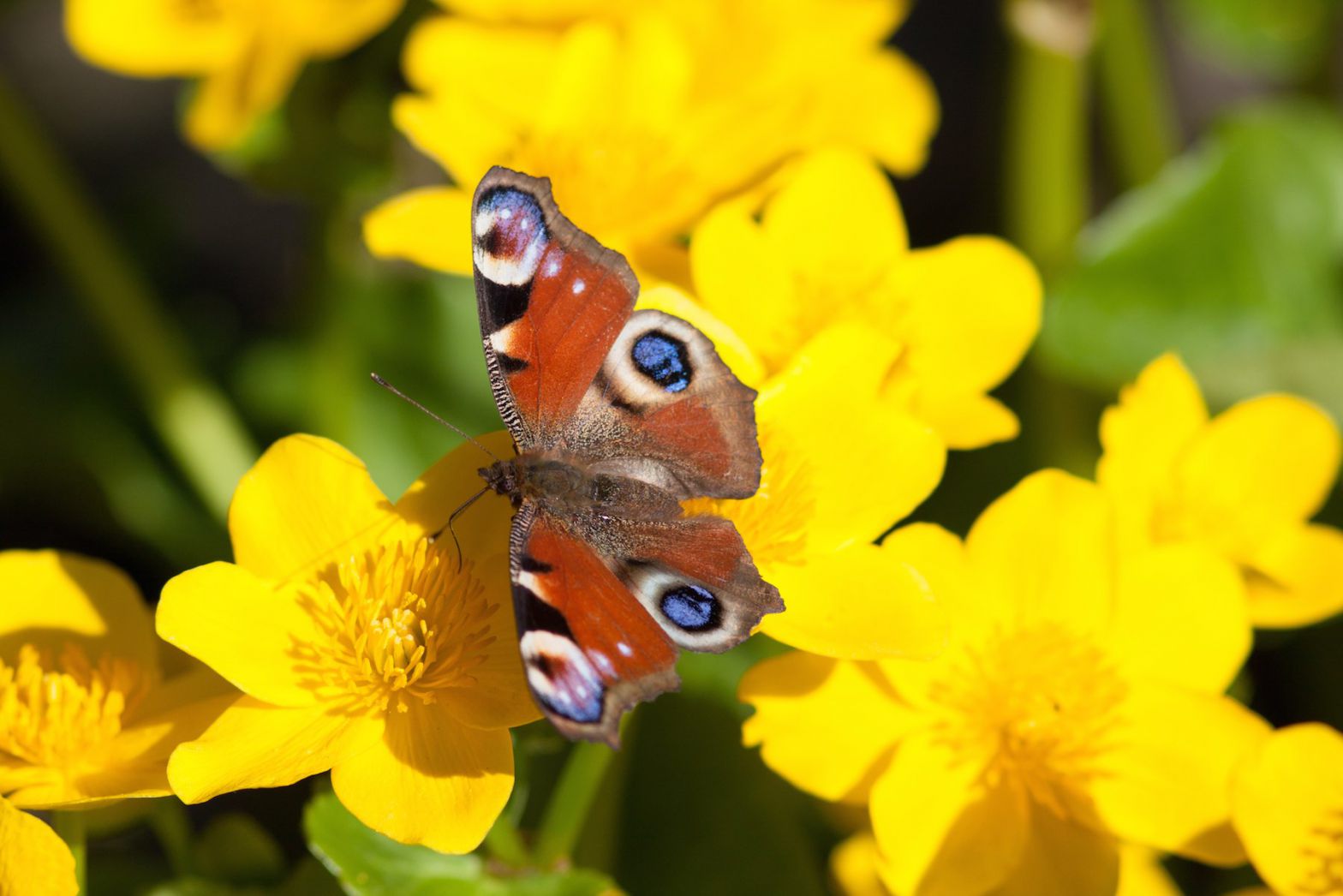 Schmetterling